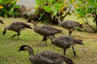 Nene, the state bird of Hawaii, in Kokee State Park, Kauai Hawaii