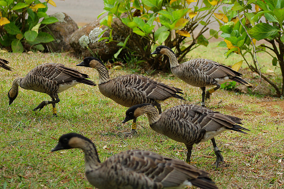 Nene, the state bird of Hawaii, in Kokee State Park, Kauai Hawaii