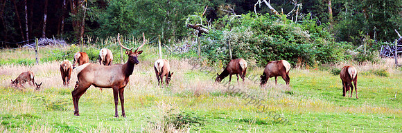 Herd of Elk on the Olympic Peninsula, Quinault Valley