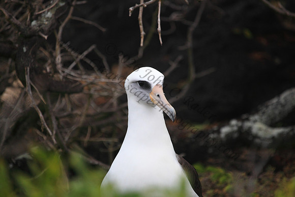 Mōlī or laysan albatross at Kaena Point Oahu hawaii