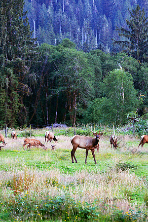 Herd of Elk on the Olympic Peninsula, Quinault Valley