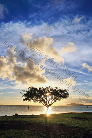 Sunset through tree in Hawaii Kai Oahu Hawaii