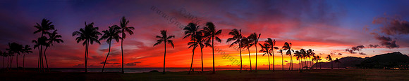 Colorful sunset over palm trees in Maili Honolulu Oahu Hawaii