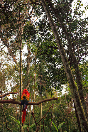 scarlet macaw, parque de aves, foz do iguacu, Iguacu Falls, Paraguay, Brazil, Argentina, border, falls, waterfalls