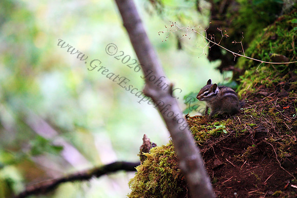 Chipmunk, Oregon, Washington, Pacific Northwest