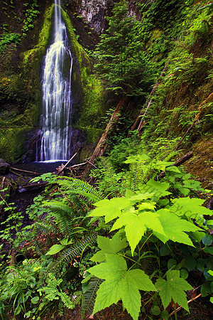 Marymere Falls waterfall Olympic National Park Washington State