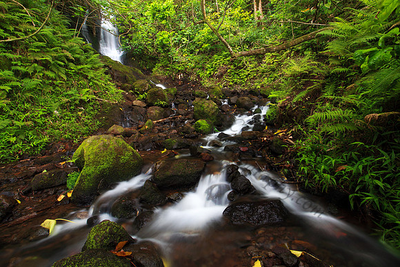 Likeke Waterfall with ferns on Oahu Hawaii