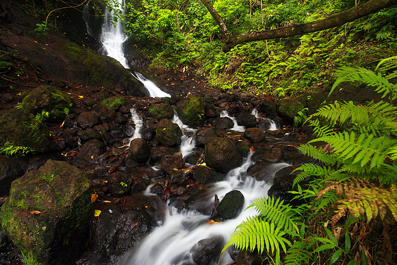 Likeke Waterfall with ferns on Oahu Hawaii