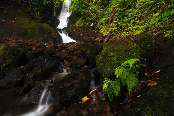 Likeke Waterfall with ferns on Oahu Hawaii