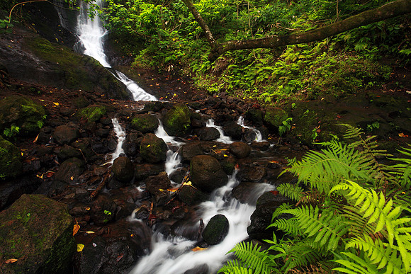 Likeke Waterfall with ferns on Oahu Hawaii