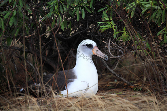 Mōlī or laysan albatross at Kaena Point Oahu hawaii