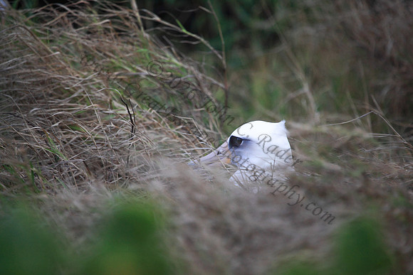 Mōlī or laysan albatross at Kaena Point Oahu hawaii