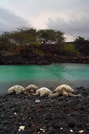 Endangered Hawaii green sea turtles in Kiholo Bay, Big Island Hawaii