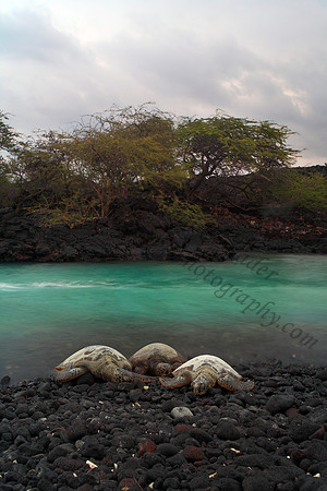 Endangered Hawaii green sea turtles in Kiholo Bay, Big Island Hawaii