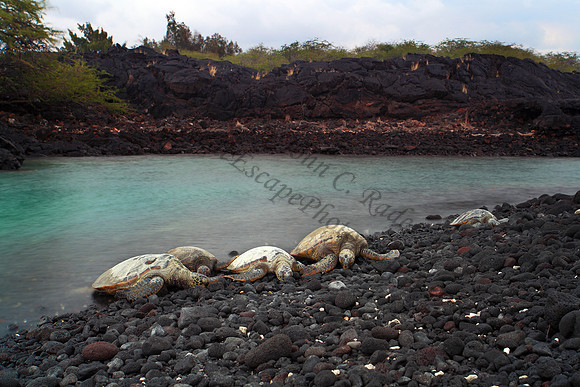 Endangered Hawaii green sea turtles in Kiholo Bay, Big Island Hawaii