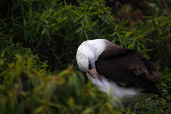 Mōlī or laysan albatross at Kaena Point Oahu hawaii