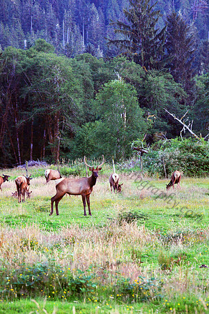 Herd of Elk on the Olympic Peninsula, Quinault Valley