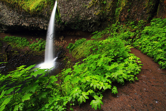 Ponytail Falls located in Columbia River Gorge, Oregon, waterfall