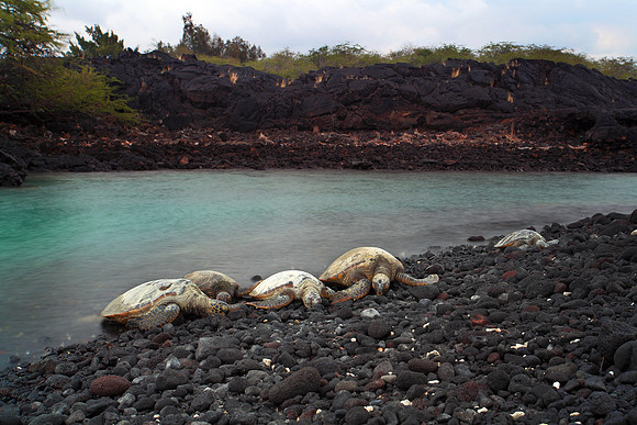 "Kiholo Honu #5"