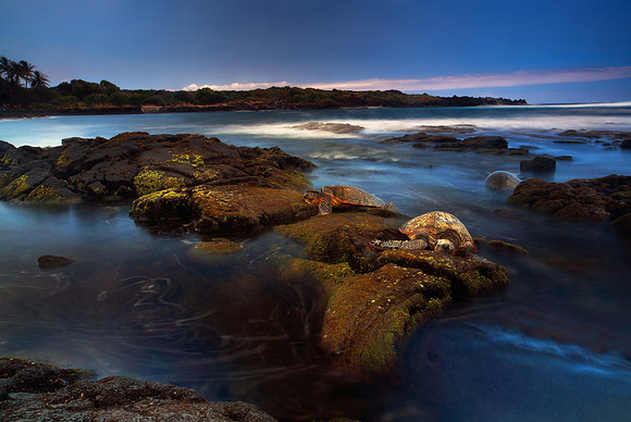 "Honu Of Punalu`u #10"