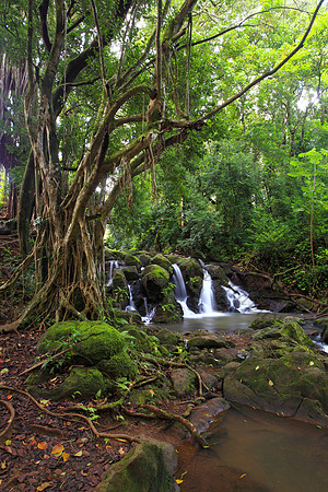 Small waterfall Nuuanu Jackass Ginger Judd Trail Oahu Hawaii