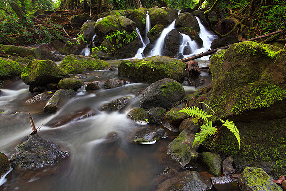 Small waterfall Nuuanu Jackass Ginger Judd Trail Oahu Hawaii