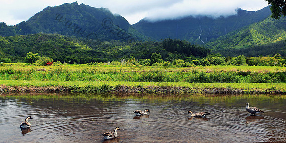 Five nene endangered Canadian geese from Hanalei Kauai Hawaii