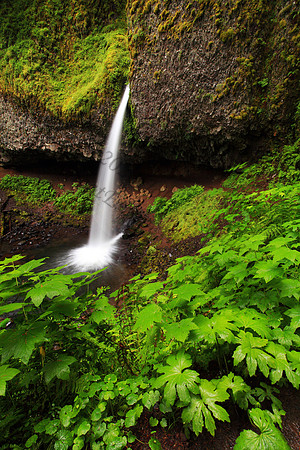Ponytail Falls located in Columbia River Gorge, Oregon, waterfall