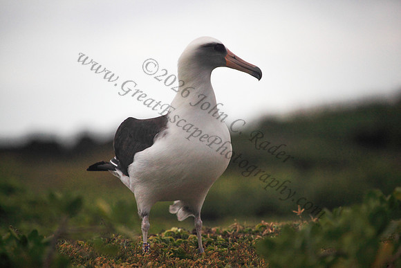 Mōlī or laysan albatross at Kaena Point Oahu hawaii
