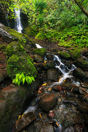 Likeke Waterfall with ferns on Oahu Hawaii