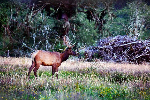 Herd of Elk on the Olympic Peninsula, Quinault Valley
