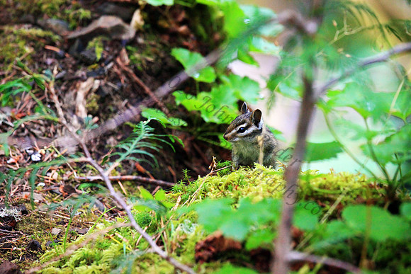 Chipmunk, Oregon, Washington, Pacific Northwest