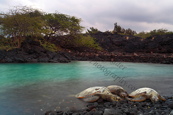 Endangered Hawaii green sea turtles in Kiholo Bay, Big Island Hawaii