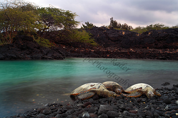 Endangered Hawaii green sea turtles in Kiholo Bay, Big Island Hawaii