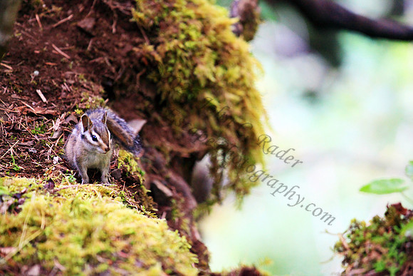 Chipmunk, Oregon, Washington, Pacific Northwest