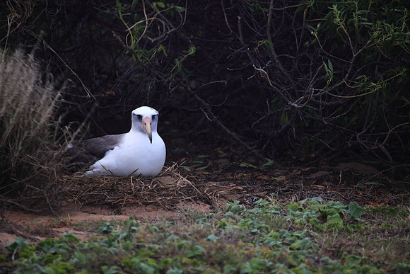 Mōlī or laysan albatross at Kaena Point Oahu hawaii
