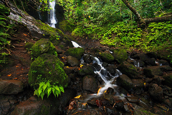 Likeke Waterfall with ferns on Oahu Hawaii