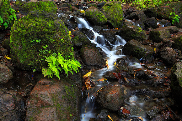 Likeke Waterfall with ferns on Oahu Hawaii