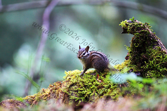 Chipmunk, Oregon, Washington, Pacific Northwest
