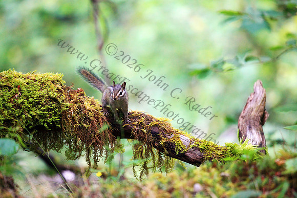 Chipmunk, Oregon, Washington, Pacific Northwest