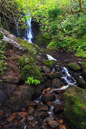 Likeke Waterfall with ferns on Oahu Hawaii