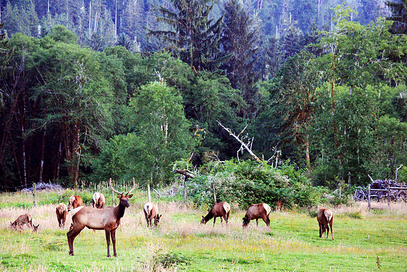 Herd of Elk on the Olympic Peninsula, Quinault Valley