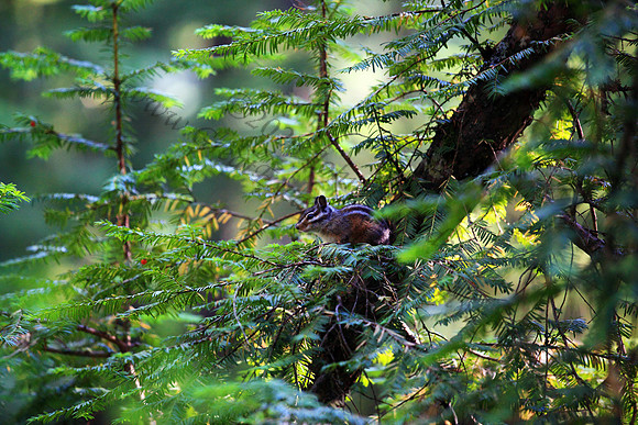 Chipmunk, Oregon, Washington, Pacific Northwest