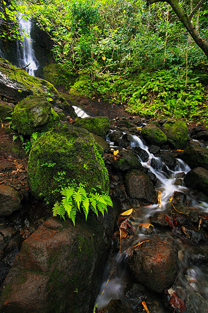 Likeke Waterfall with ferns on Oahu Hawaii