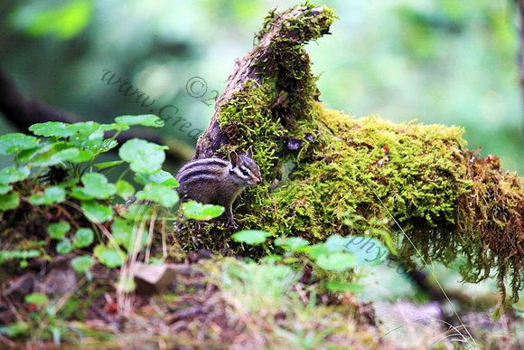 Chipmunk, Oregon, Washington, Pacific Northwest