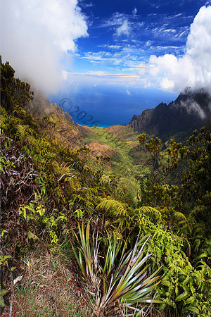 Kalalau Valley seen from Pihea trail Kokee State Park Kauai Hawaii